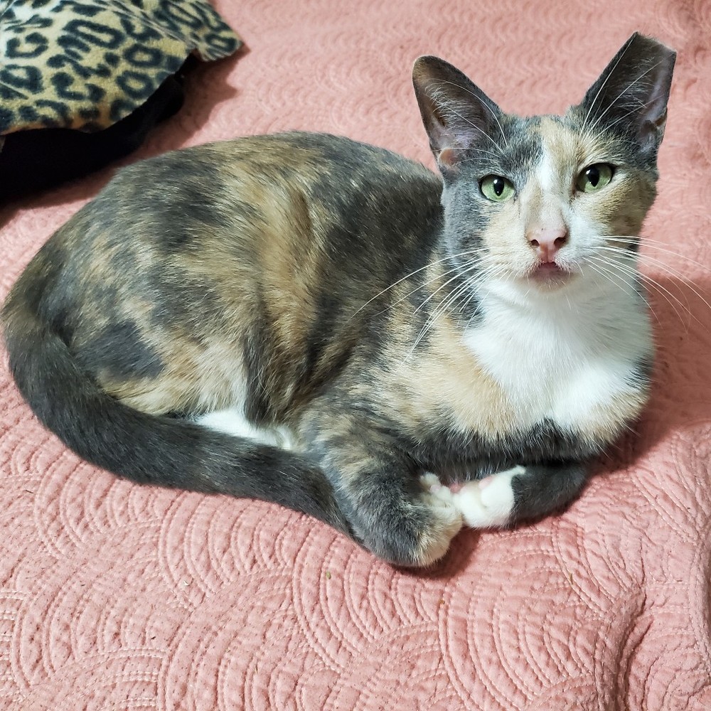 Meet your Posher, Coco